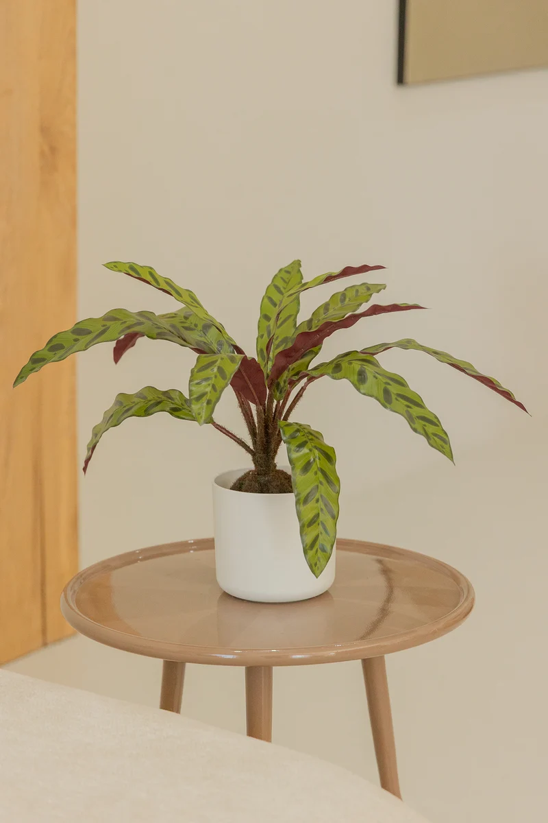 Calathea Kunstpflanze 45cm