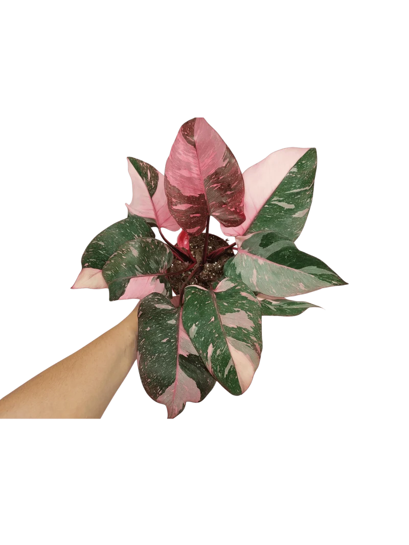 Philodendron Pink Princess Galaxy (zum aussuchen)