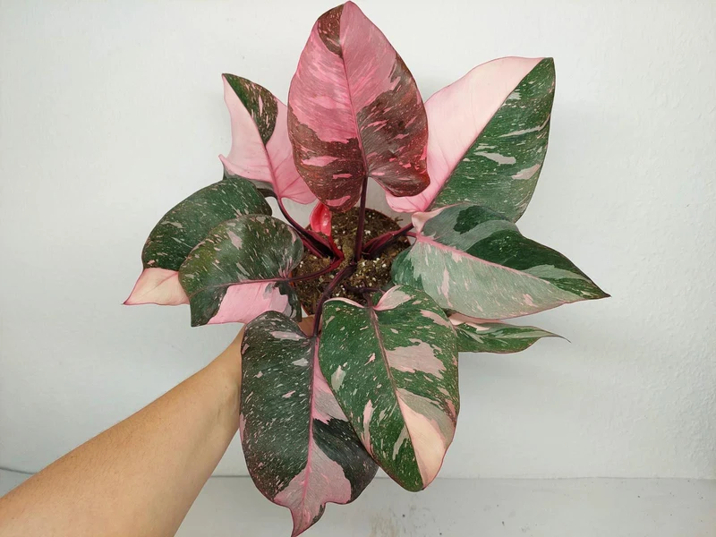 Philodendron Pink Princess Galaxy (zum aussuchen)