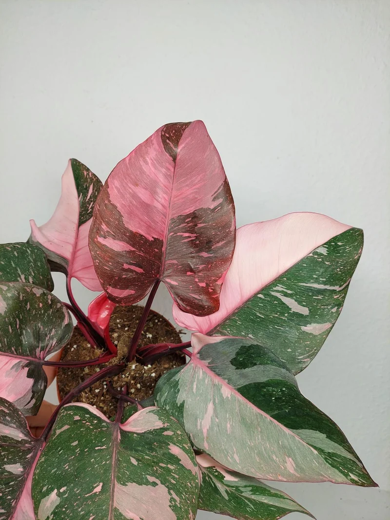 Philodendron Pink Princess Galaxy (zum aussuchen)