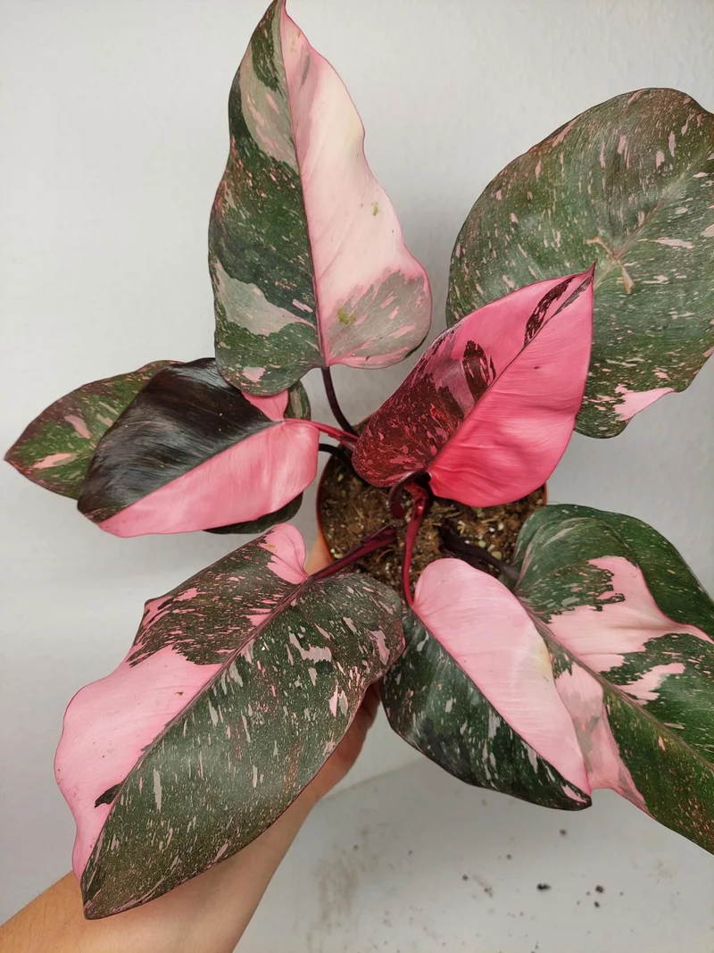 Philodendron Pink Princess Galaxy (zum aussuchen)