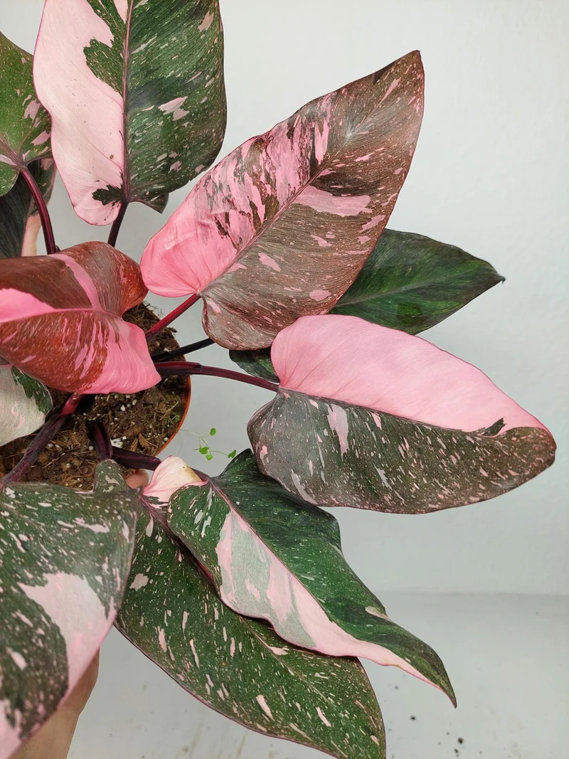 Philodendron Pink Princess Galaxy (zum aussuchen)