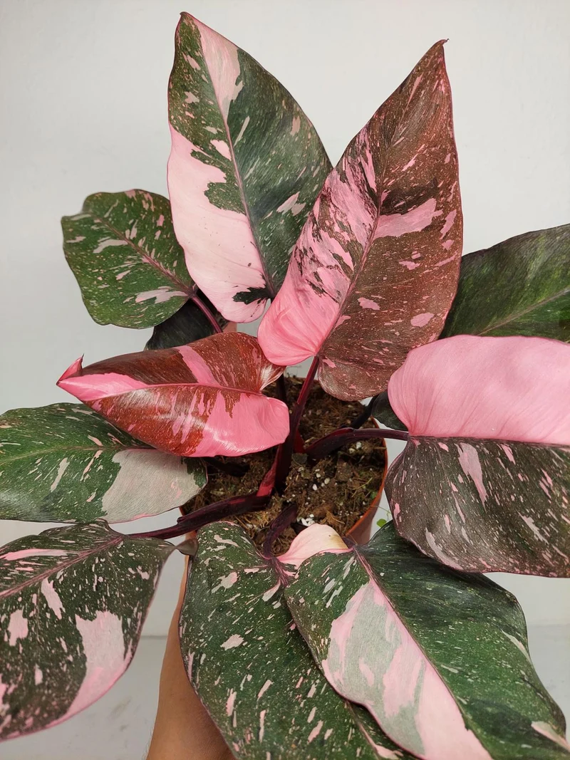 Philodendron Pink Princess Galaxy (zum aussuchen)