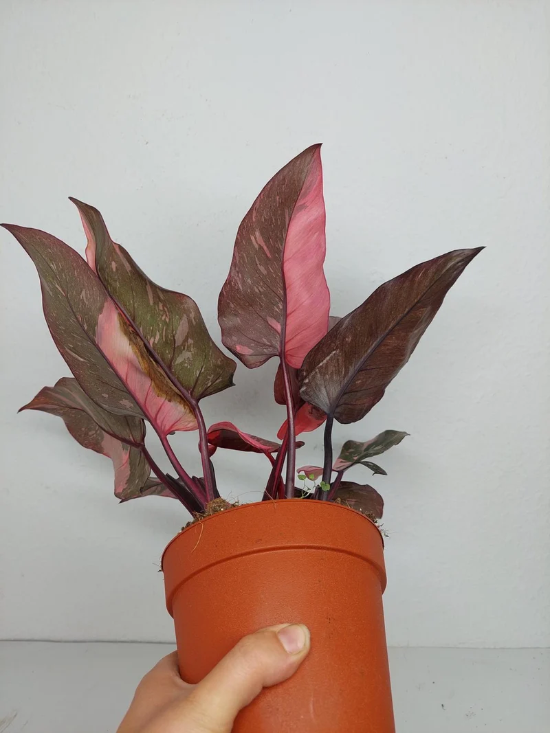 Philodendron Pink Princess Galaxy (zum aussuchen)