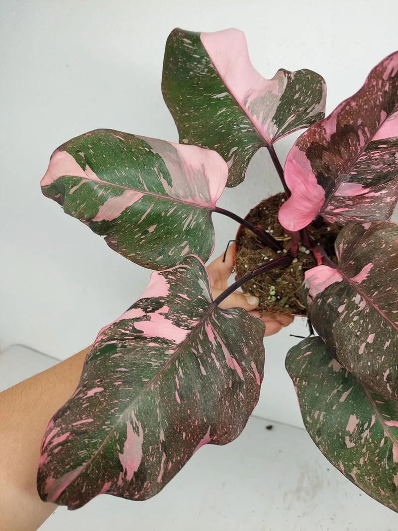Philodendron Pink Princess Galaxy (zum aussuchen)