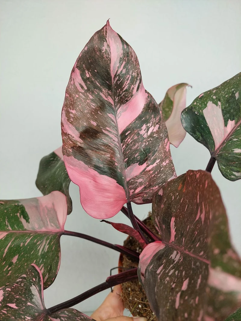 Philodendron Pink Princess Galaxy (zum aussuchen)