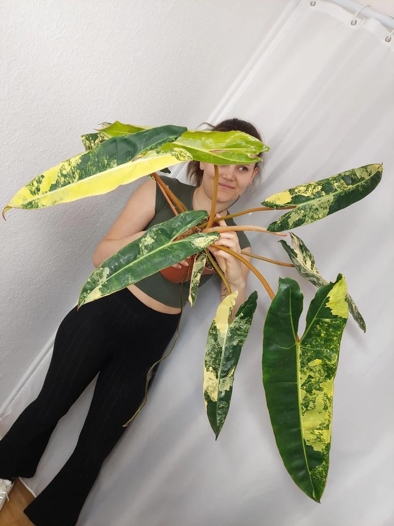 Philodendron Billietiae Variegata XXL