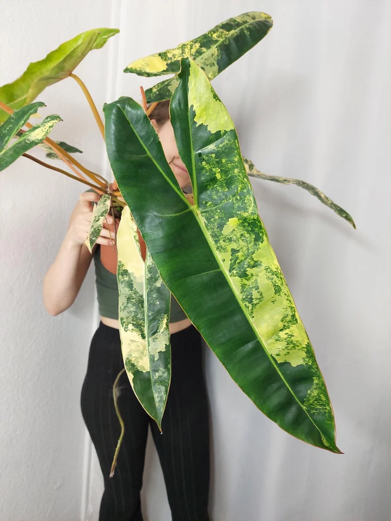 Philodendron Billietiae Variegata XXL