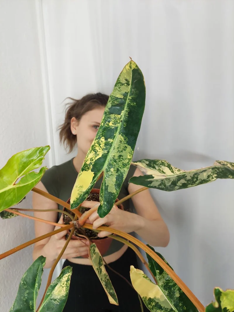 Philodendron Billietiae Variegata XXL