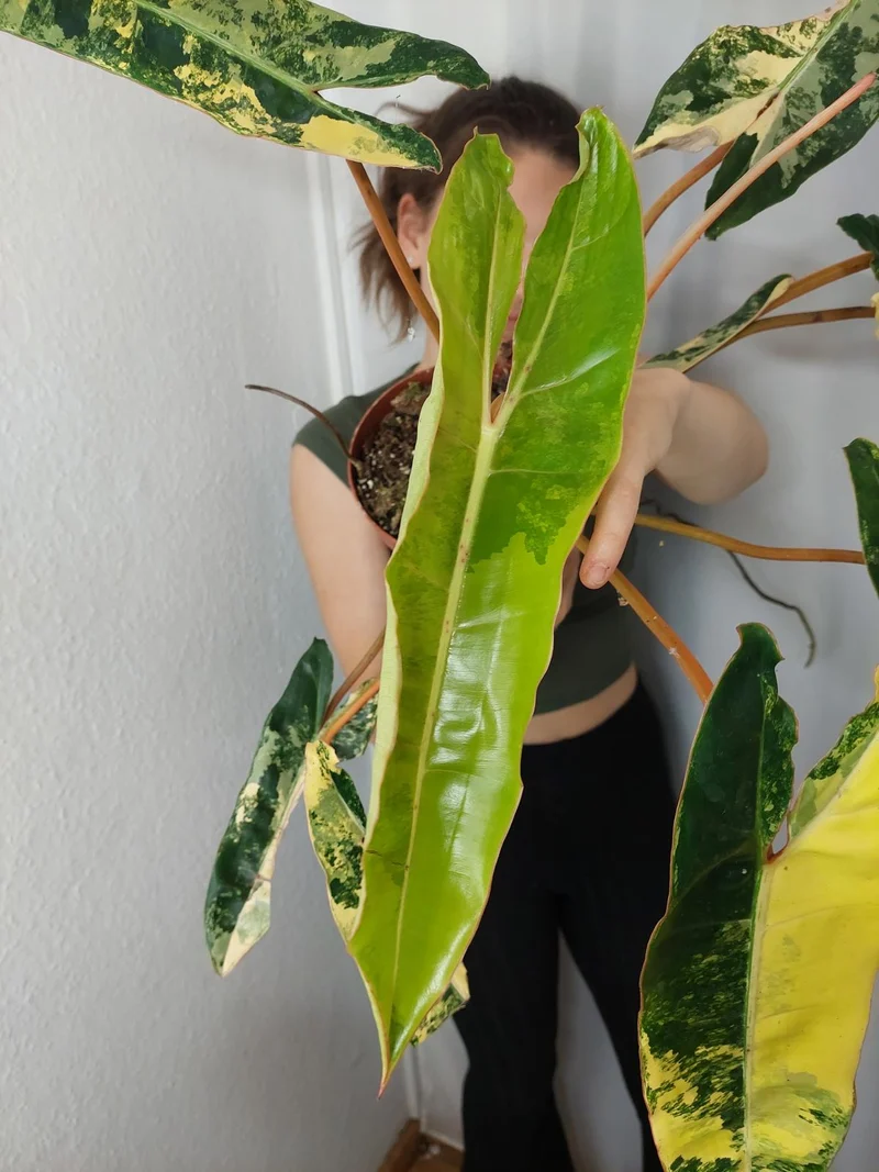Philodendron Billietiae Variegata XXL