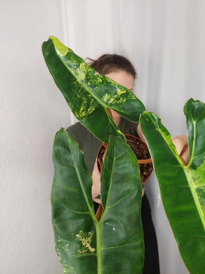 Philodendron Billietiae Variegata XXL