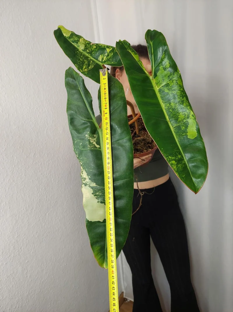 Philodendron Billietiae Variegata XXL