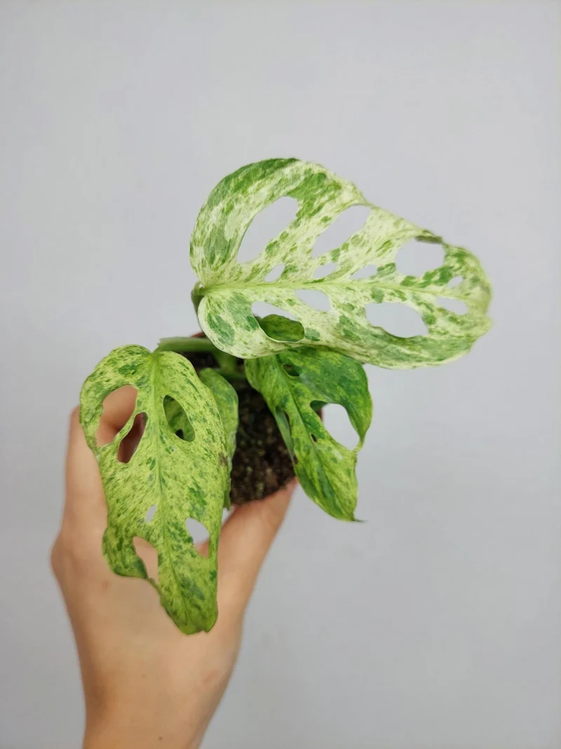 Monstera Frozen Freckles