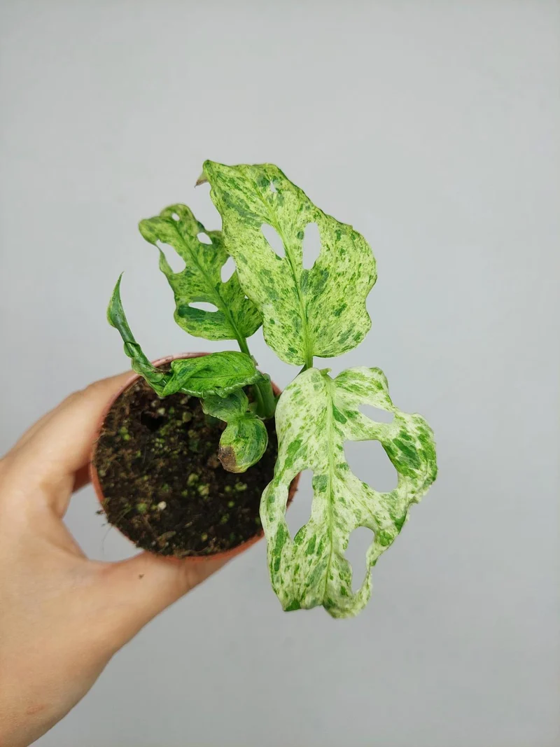 Monstera Frozen Freckles