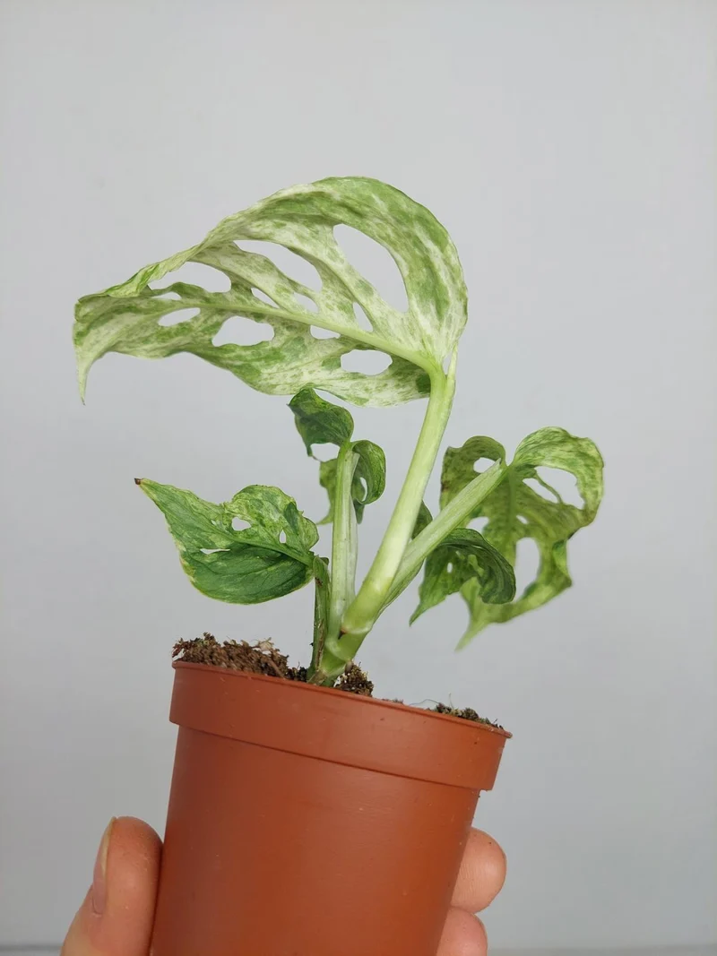 Monstera Frozen Freckles