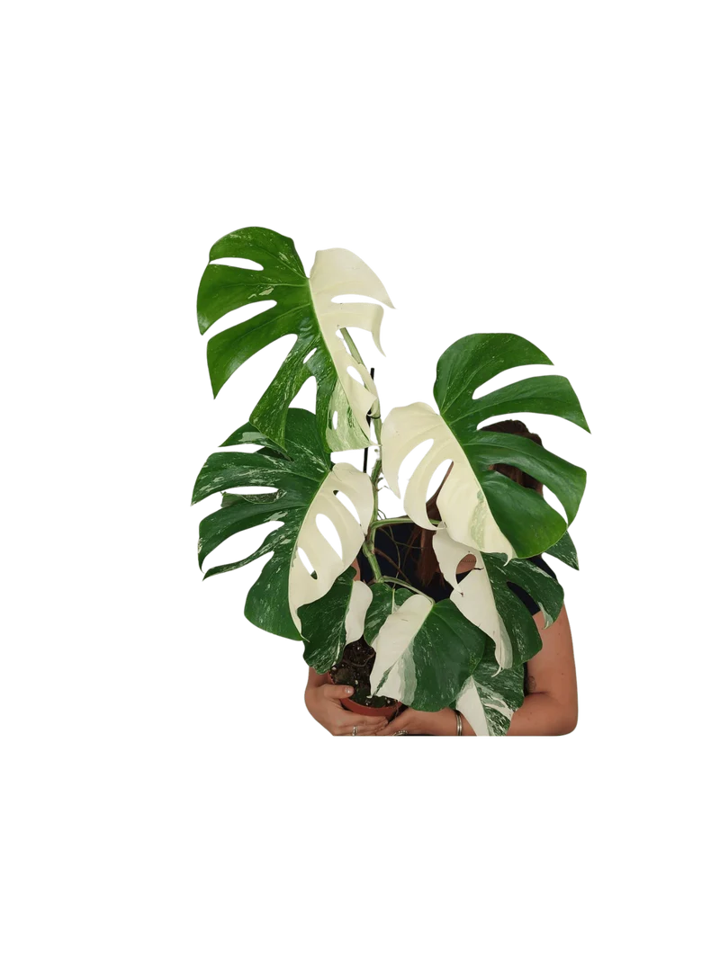 Monstera Variegata Halfmoon (zum aussuchen)