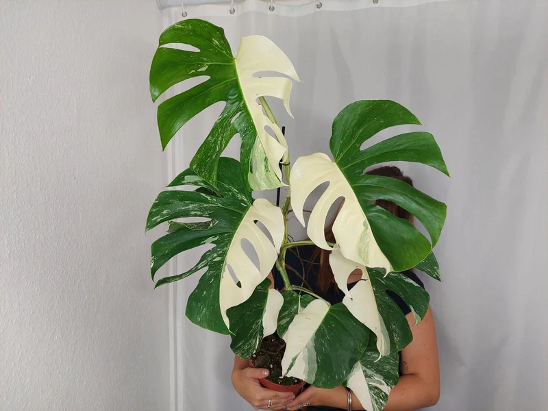 Monstera Variegata Halfmoon (zum aussuchen)