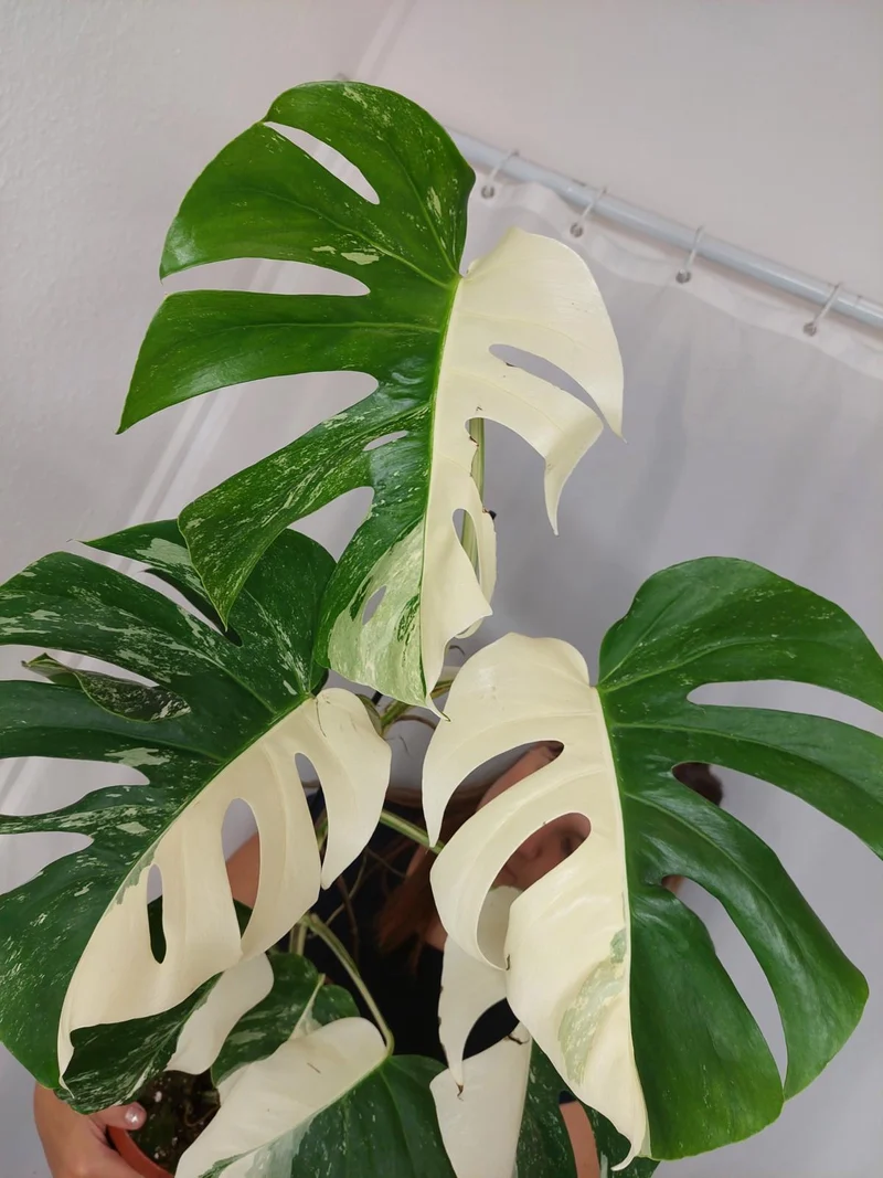 Monstera Variegata Halfmoon (zum aussuchen)