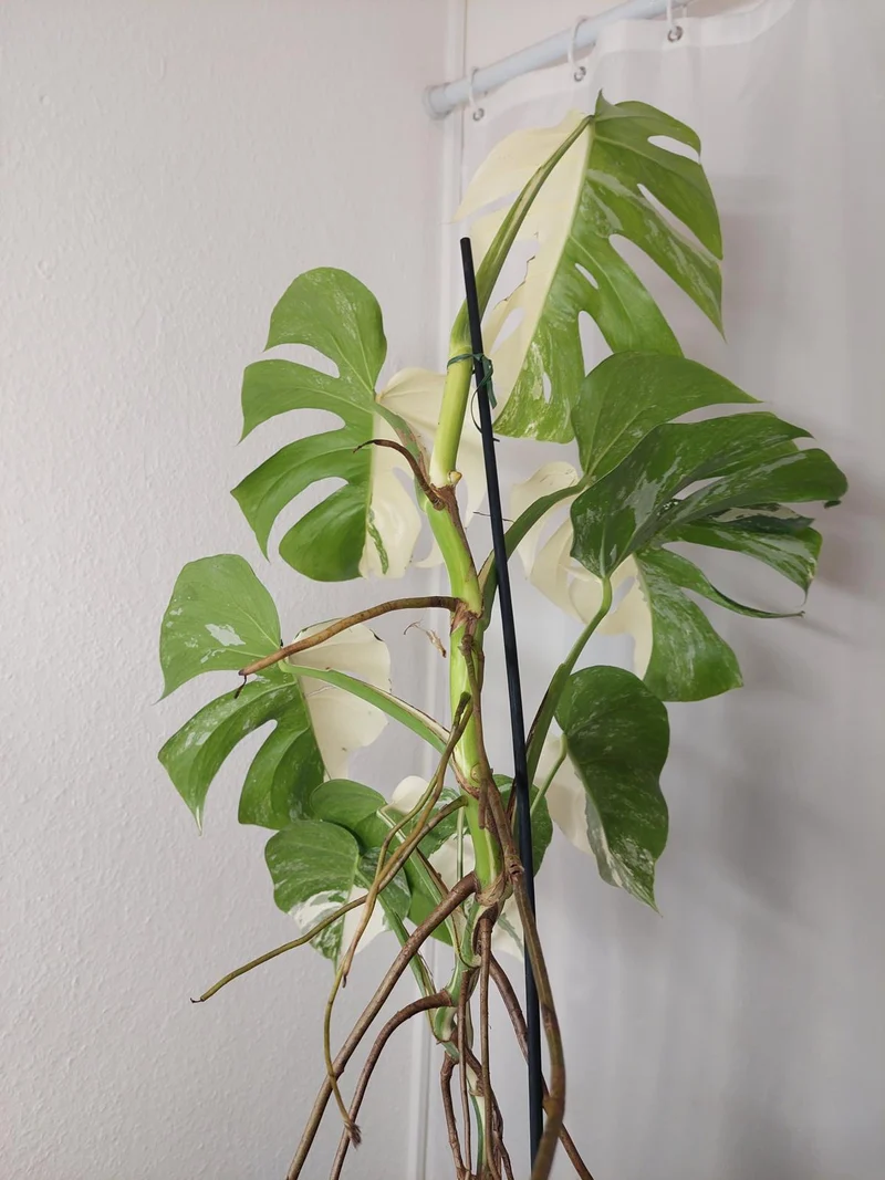Monstera Variegata Halfmoon (zum aussuchen)