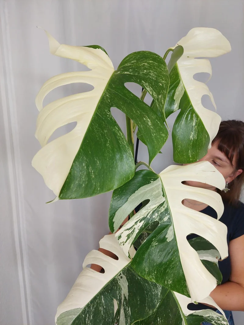 Monstera Variegata Halfmoon (zum aussuchen)