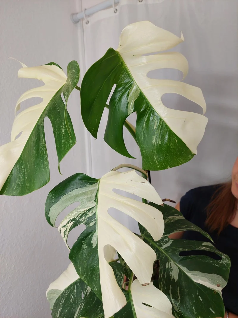 Monstera Variegata Halfmoon (zum aussuchen)