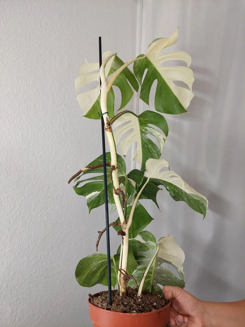 Monstera Variegata Halfmoon (zum aussuchen)