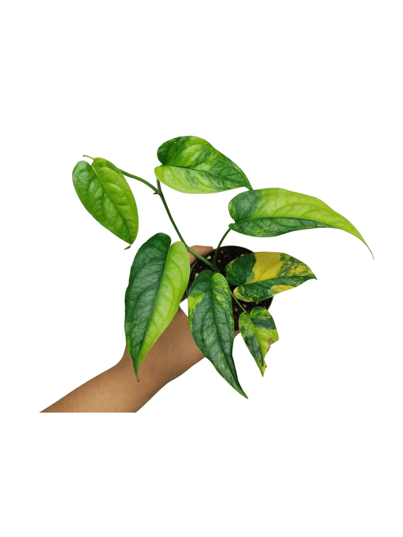 Monstera Siltepecana Aurea
