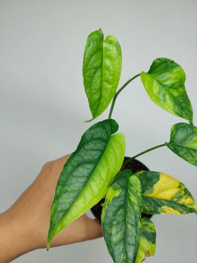 Monstera Siltepecana Aurea