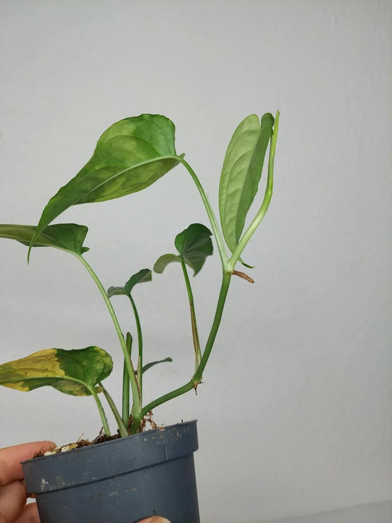 Monstera Siltepecana Aurea