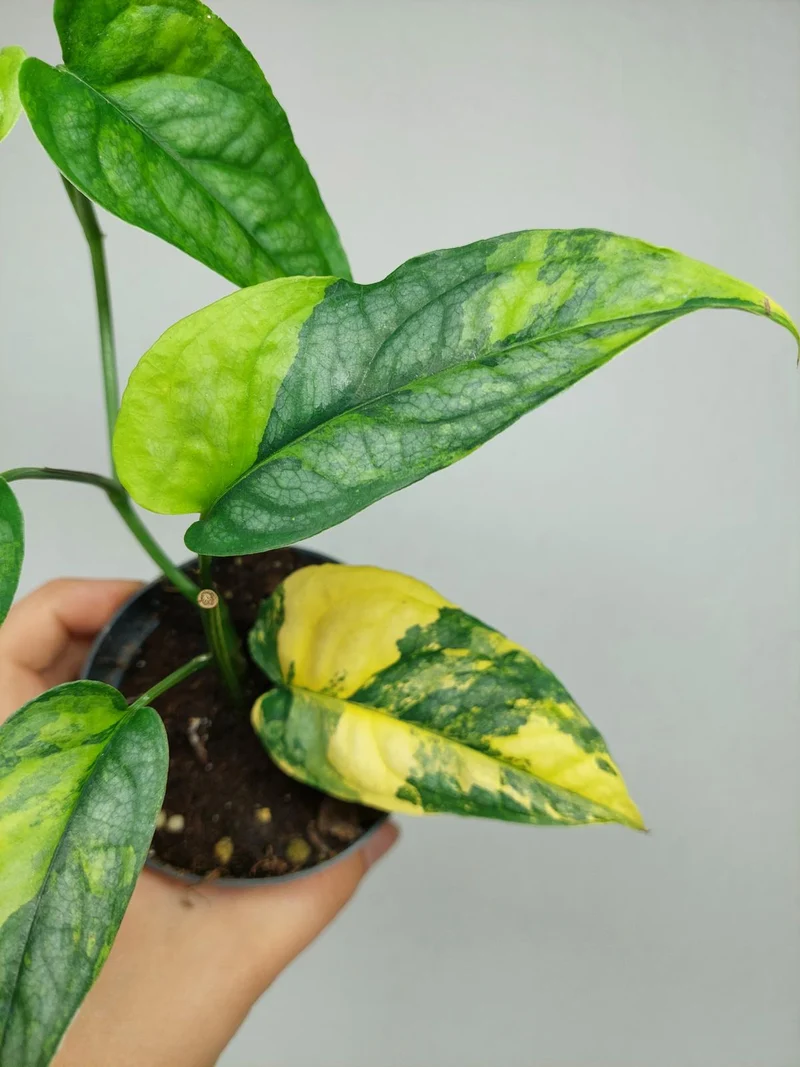 Monstera Siltepecana Aurea