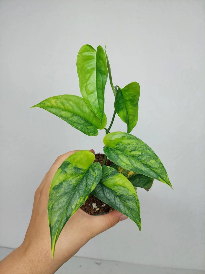Monstera Siltepecana Aurea
