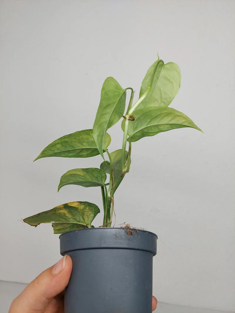 Monstera Siltepecana Aurea