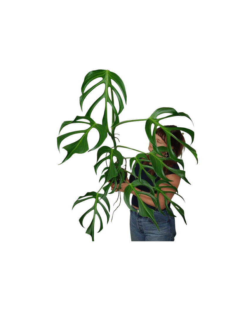 Monstera Burle Marx Flame XXL