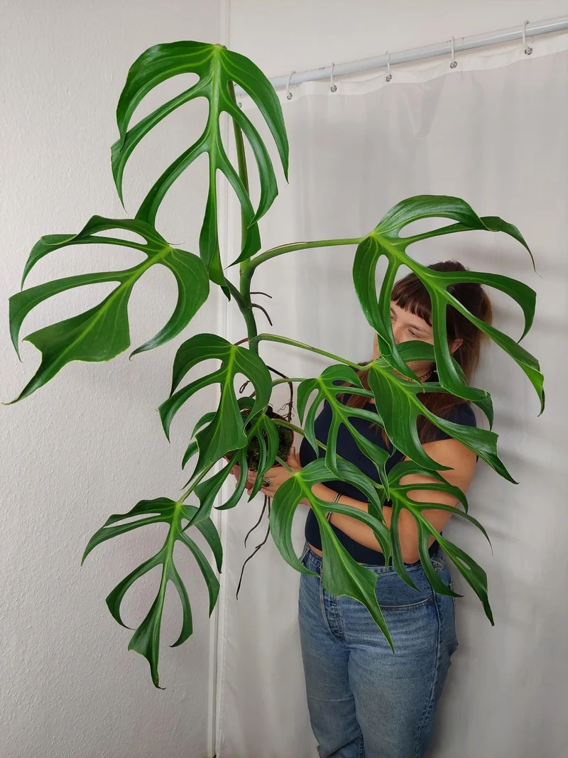 Monstera Burle Marx Flame XXL