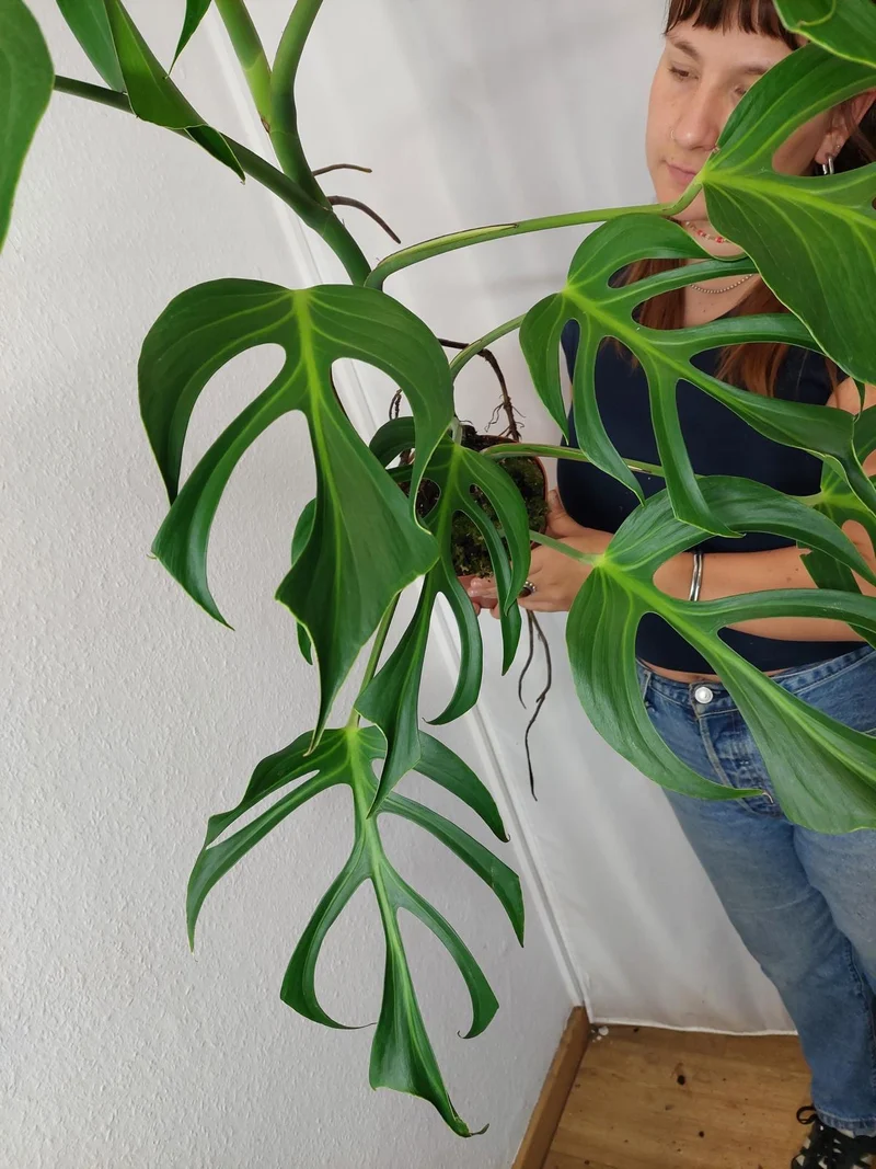 Monstera Burle Marx Flame XXL