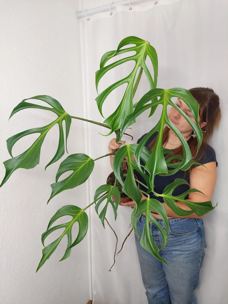 Monstera Burle Marx Flame XXL