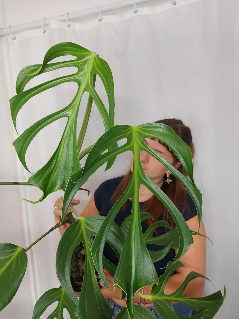 Monstera Burle Marx Flame XXL