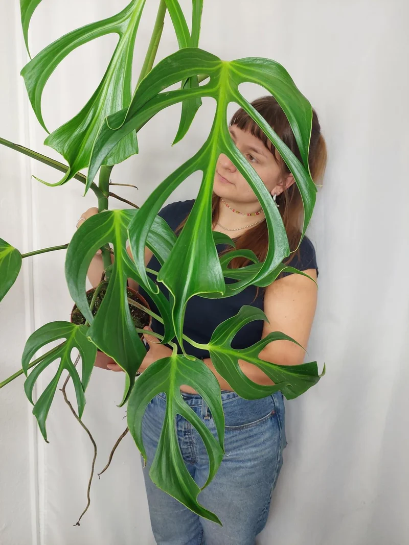 Monstera Burle Marx Flame XXL