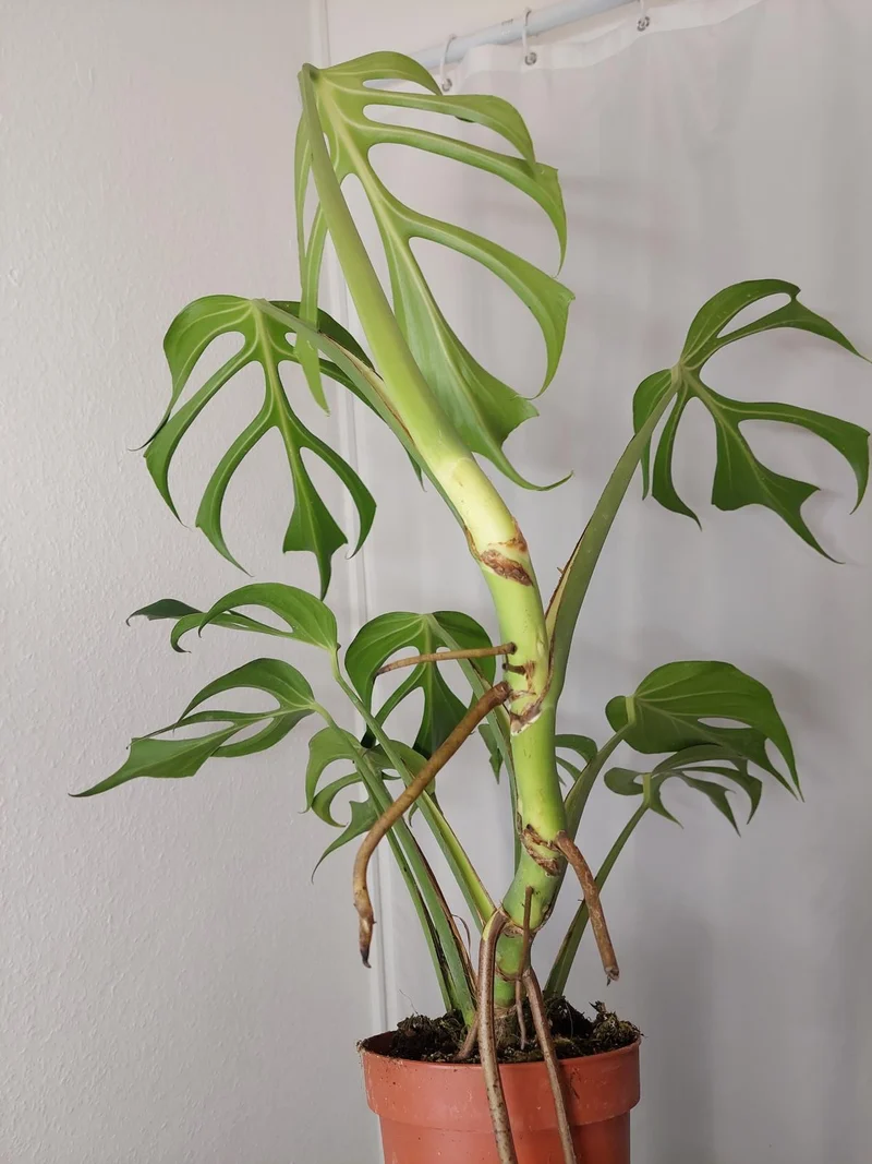 Monstera Burle Marx Flame XXL