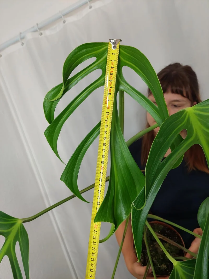 Monstera Burle Marx Flame XXL