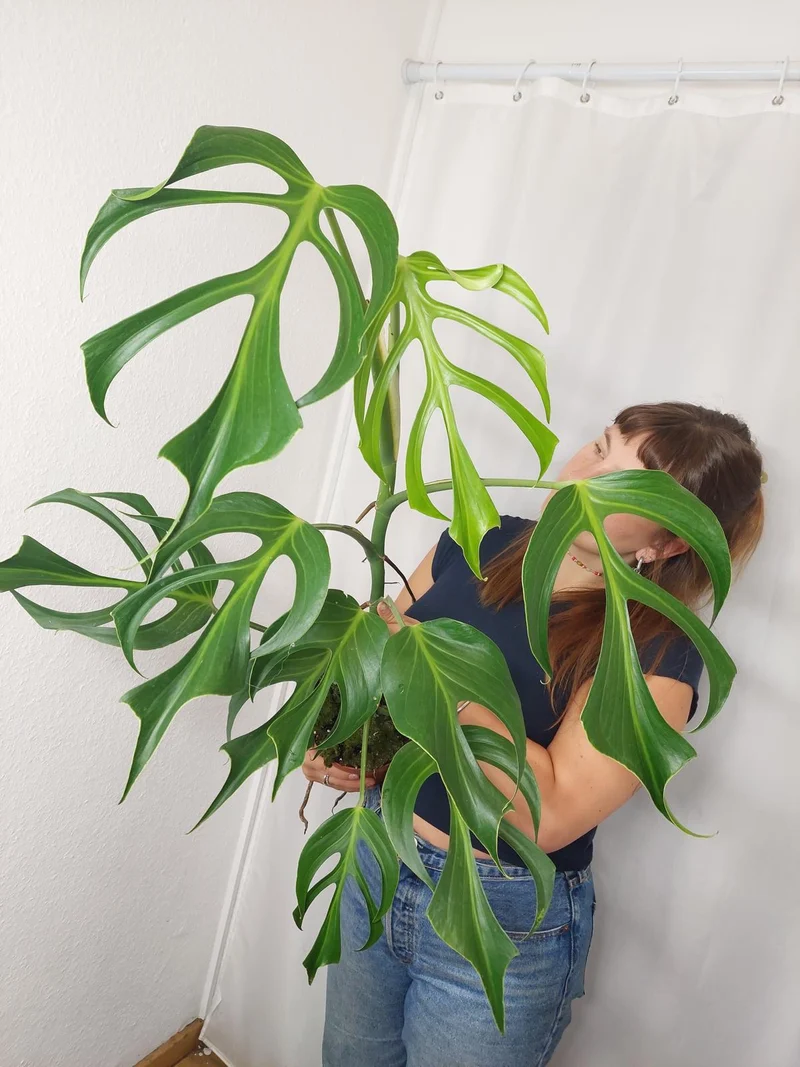 Monstera Burle Marx Flame XXL