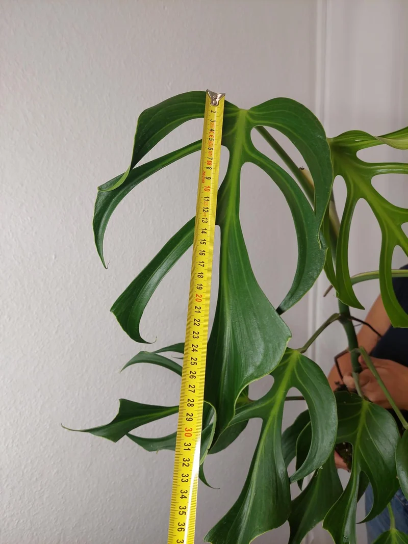 Monstera Burle Marx Flame XXL