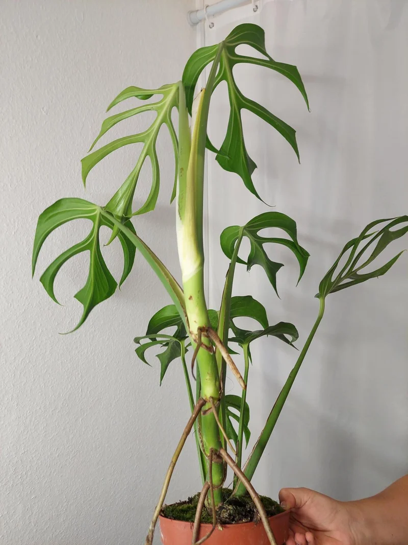 Monstera Burle Marx Flame XXL
