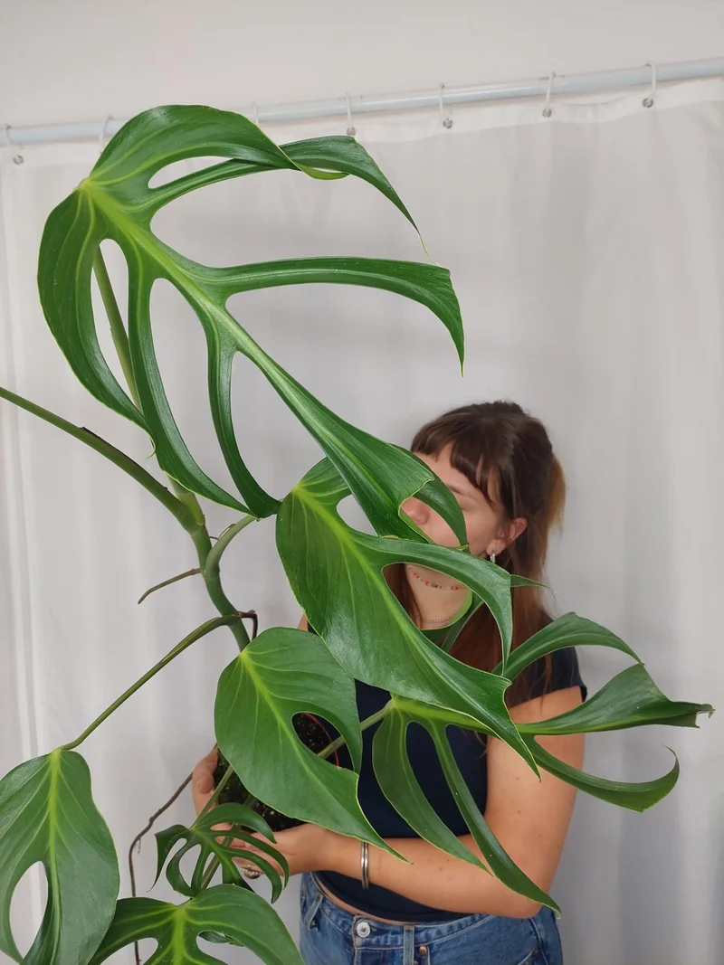 Monstera Burle Marx Flame XXL