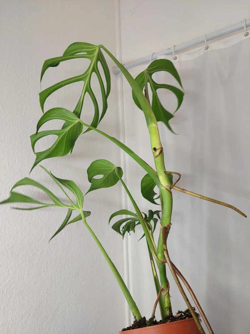 Monstera Burle Marx Flame XXL