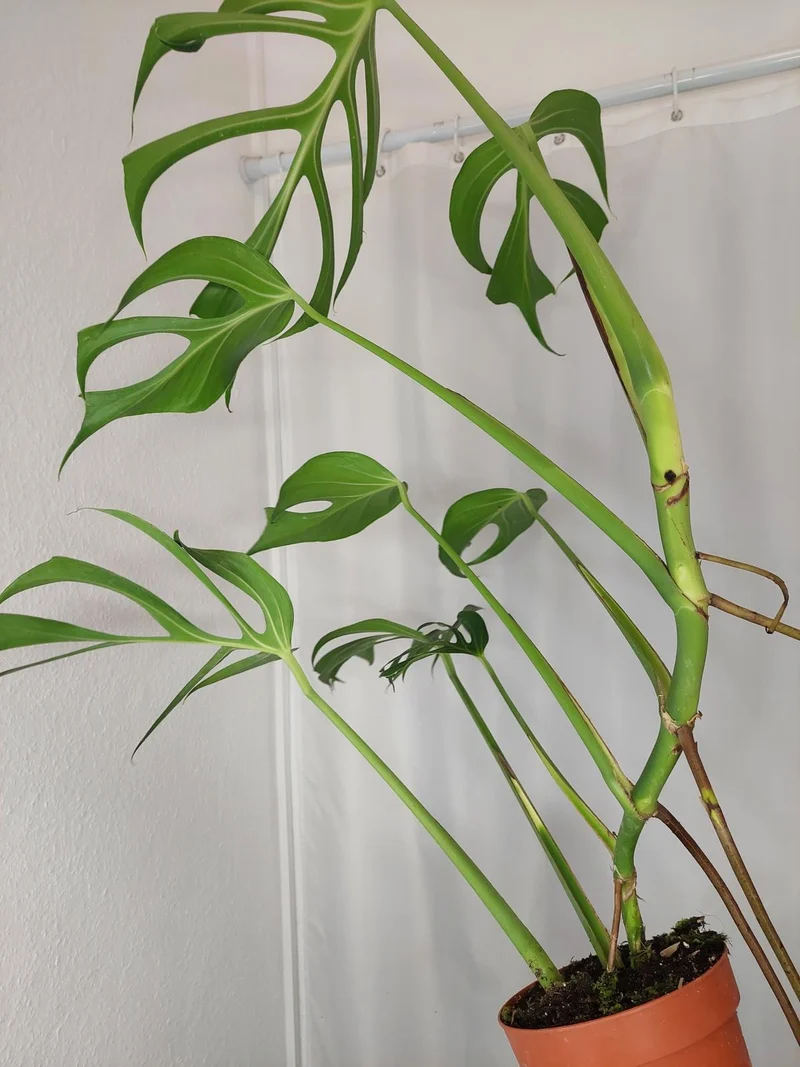 Monstera Burle Marx Flame XXL