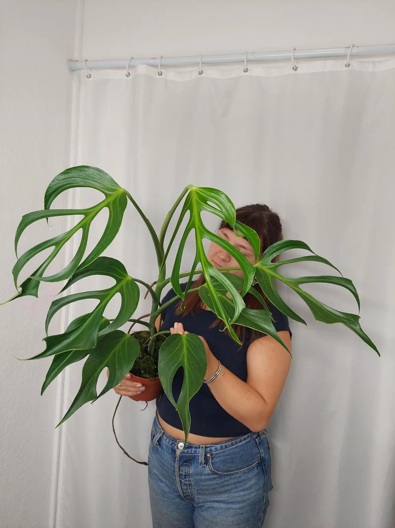 Monstera Burle Marx Flame XXL