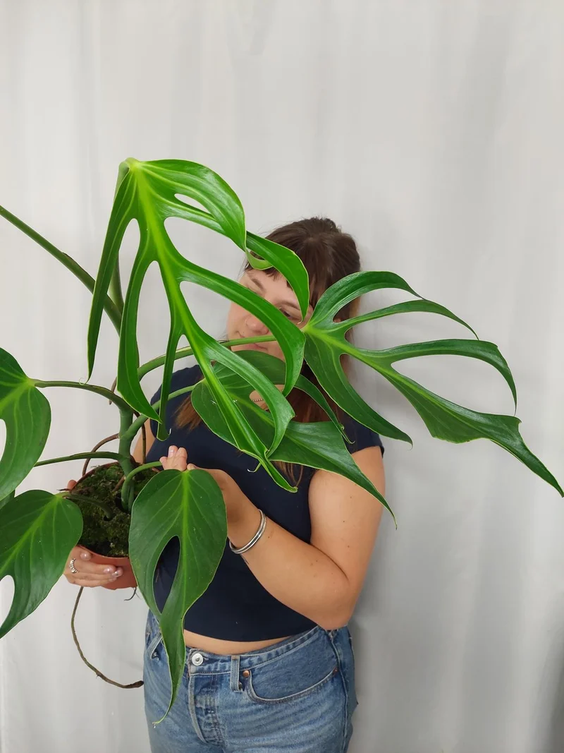 Monstera Burle Marx Flame XXL