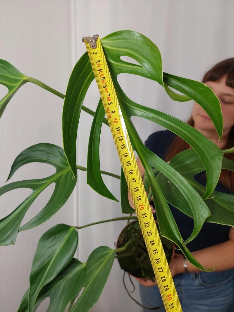 Monstera Burle Marx Flame XXL
