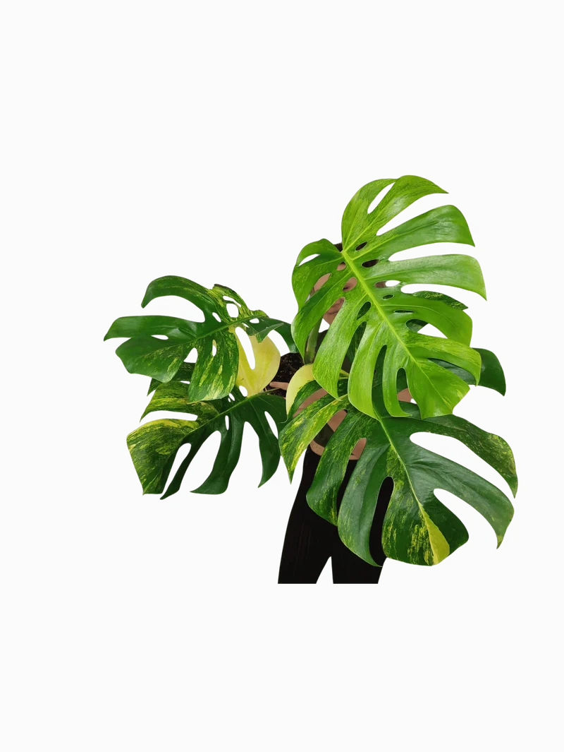 Monstera Aurea